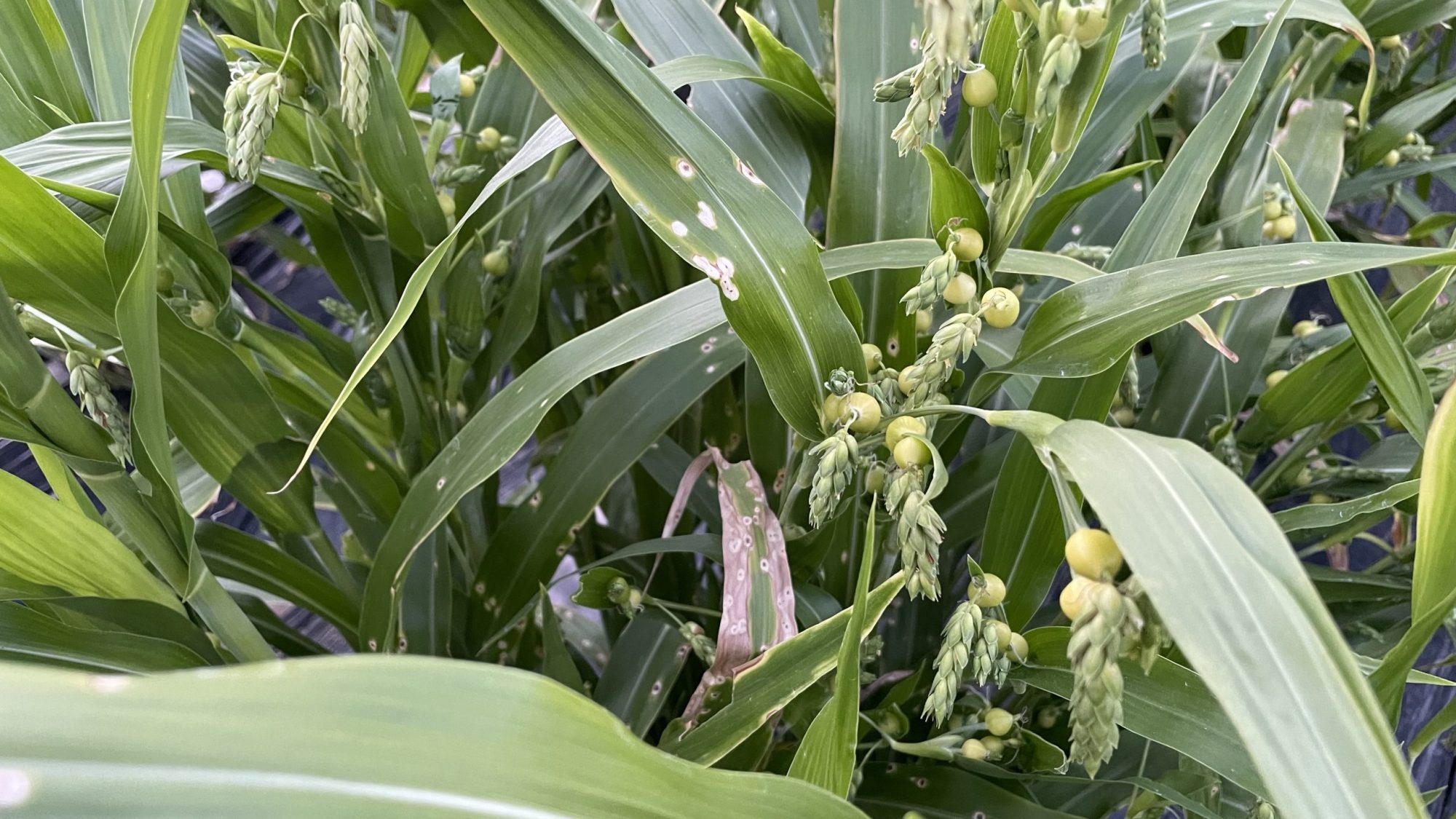 Alternative view of Collana Rosario di Medjugorje bacche di Giobbe con medaglia Madonna
